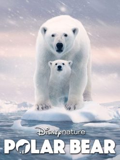 Polar Bear -Seyret